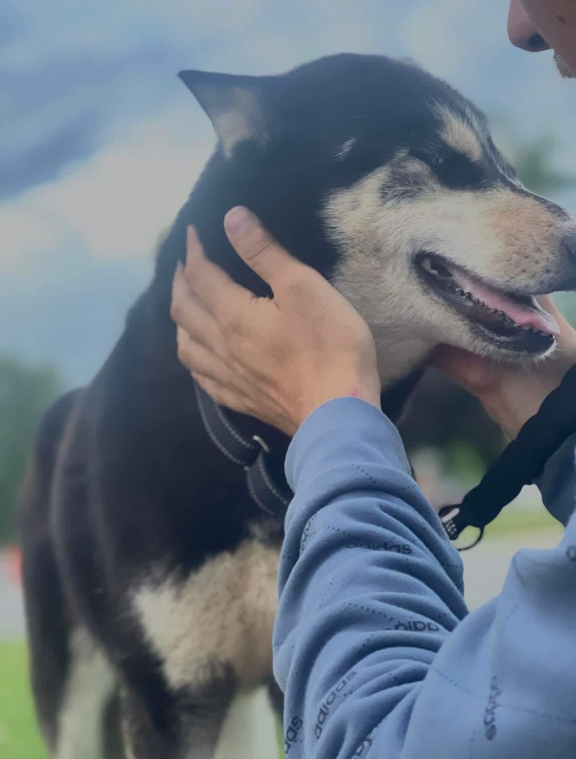 Alaska, a black-and-white Siberian Husky mix rehab graduate