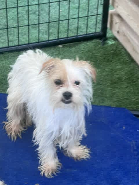 Angelica, a young tan Yorkshire Terrier and Chihuahua mix