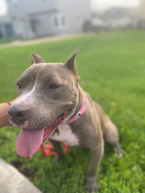 Bailey, a 35-lb 1-year-old silver and blue Pit Bull Terrier mix