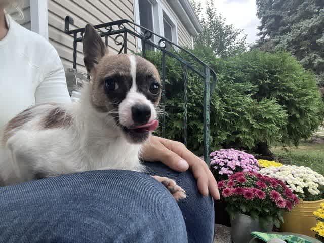 Coco, a friendly young Yorkshire Terrier mix fostered in Northlake, IL