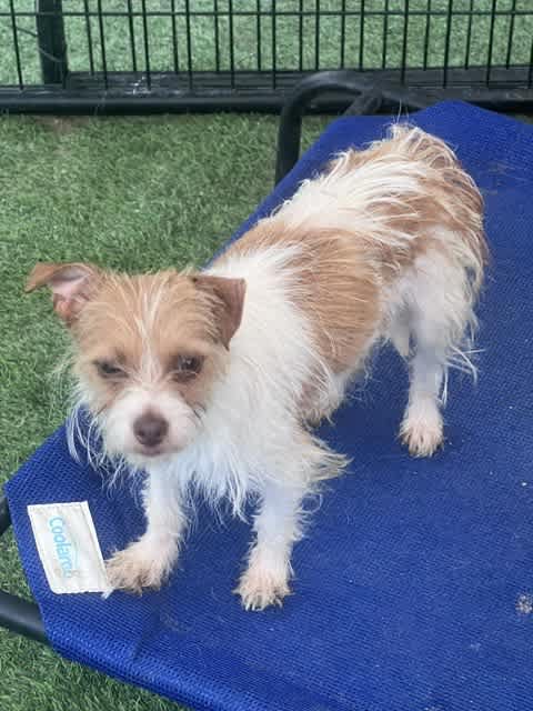 Dasenka, a young Yorkshire Terrier and Maltese mix