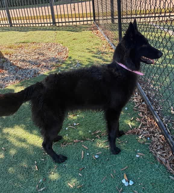Saba, an adoptable German Shepherd puppy fostered in Northlake