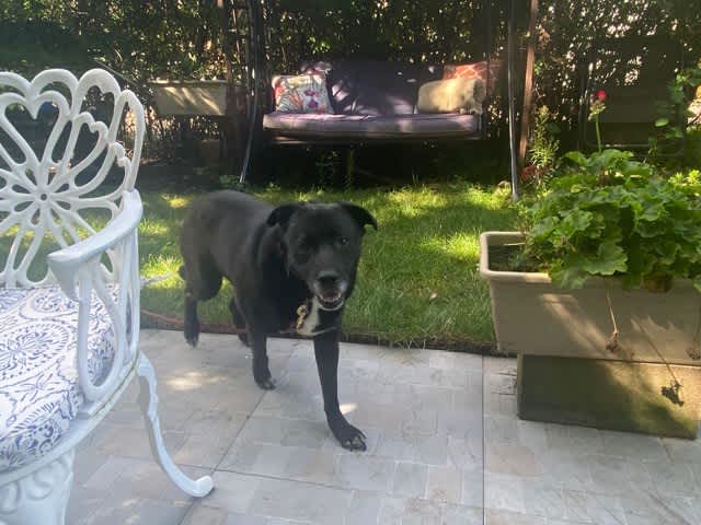 Sammie, a 4-year-old chocolate Labradoodle mix fostered in Northlake, IL