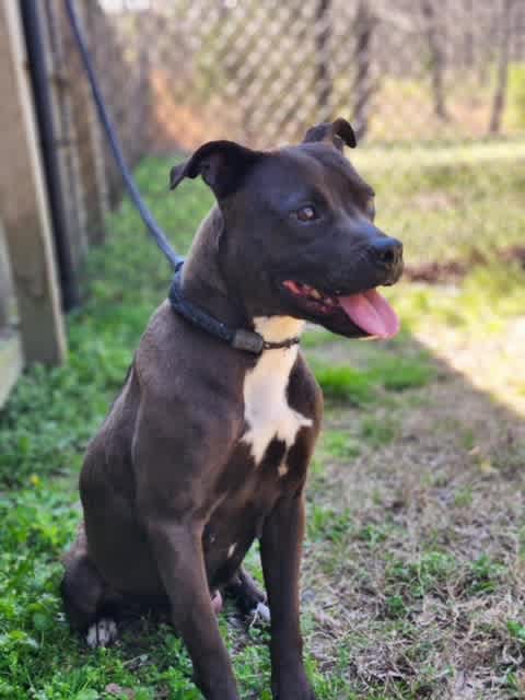 Wanda, a 1-year-old chocolate Pit Bull Terrier mix